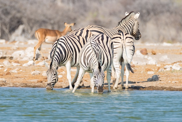 Herde der Zebras, die vom waterhole im Busch trinken. Wildlife Safari im Etosha National Park, Reiseziel in Namibia