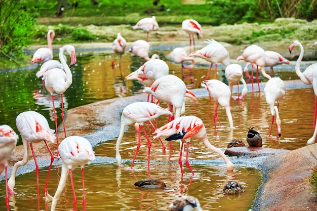 Herde des rosa Flamingos in der Natur (Phoenicopterus Roseus).