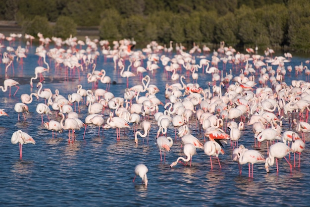 Herde entzückender rosa Flamingos. Exotische Vögel, die in einem seichten See stehen.