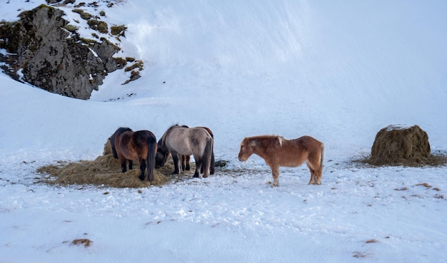 Herde isländischer Pferde, die Gras in einer bergigen Umgebung mit schneebedecktem Boden bei Sonnenuntergang fressen