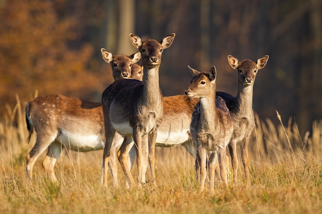 Herde junger Damwild, die im Herbst auf der Wiese stehen.