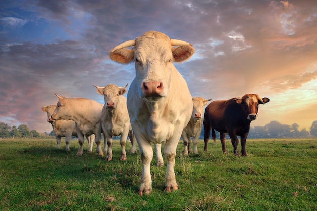 Herde junger weißer Kühe auf grüner Wiese