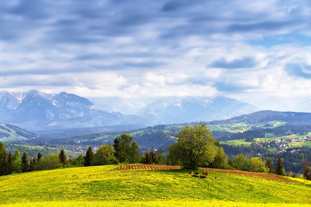 Herde Kälber auf blühenden Löwenzahn-Frühlingsfeldern