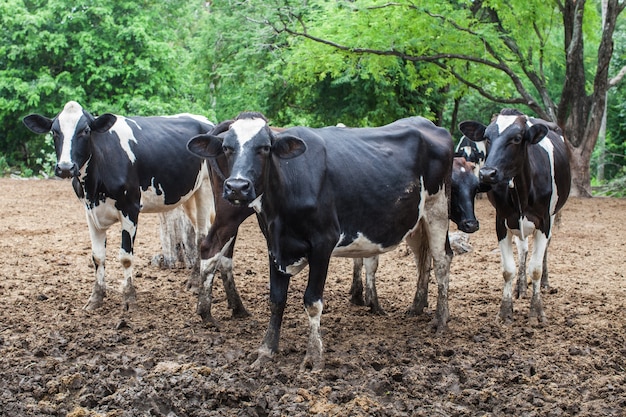 Herde Milchkuh auf dem Bauernhof