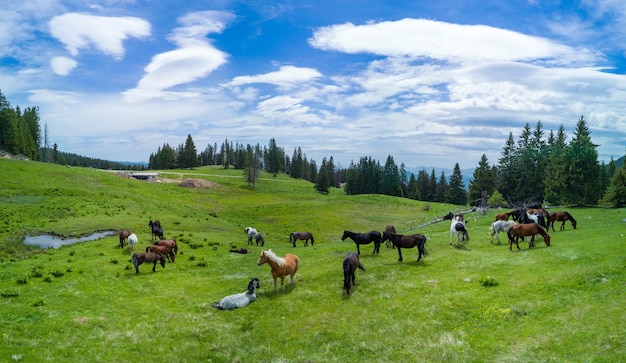 Herde mit Pferden, die auf Wiese mit Bach in der Nähe von Wald in Bergtal-Panorama-Draufsicht grasen