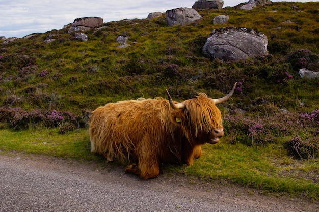 Foto herde rotbrauner schottischer hochländer in einer natürlichen herbstlandschaft