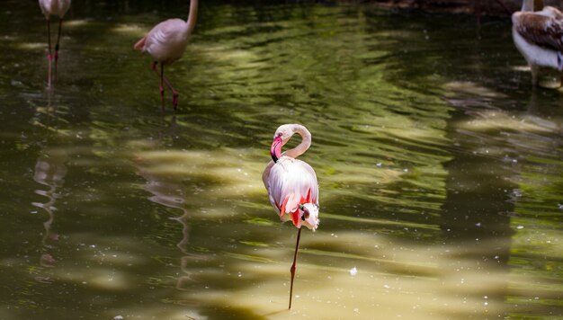 Herde schöner rosa Flamingos in der Nähe des Flusses.