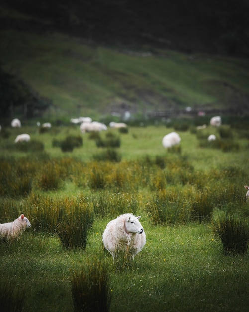 Herde schottischer Schafe auf einem Feld