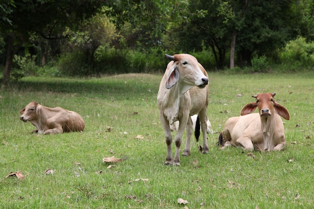 Herde von Banteng-Bullen