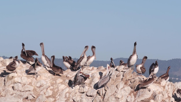 Herde von braunen Pelikan auf Rock Blue Sky Point Lobos Tierwelt Kalifornien Vögel