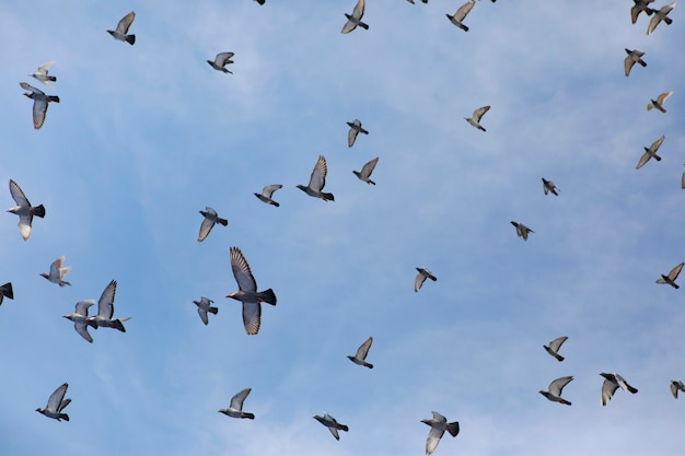 Herde von Brieftauben, die gegen den klaren blauen Himmel fliegen