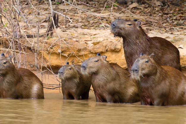 Herde von Capybara am Flussufer von Pantanal, Brasilien. Brasilianische Tierwelt. Hydrochoerus hydrochaeris