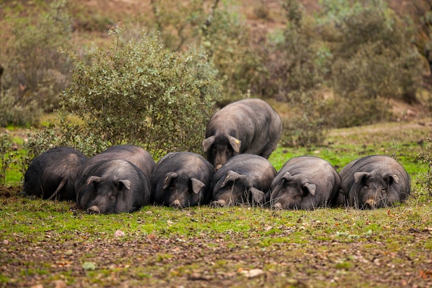 Herde von den iberischen Schweinen, die im Gras des Feldes in der Wiese Cordovan liegen
