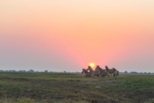 Herde von den Zebras, die in den Busch in der Hintergrundbeleuchtung bei Sonnenuntergang gehen. Szenisches buntes Sonnenlicht am Horizont. Wildlife Safari in den afrikanischen Nationalparks und Wildreservaten.