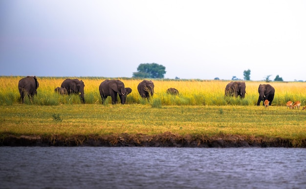 Herde von Elefanten, die im Chobe-Nationalpark Botswana weiden lassen