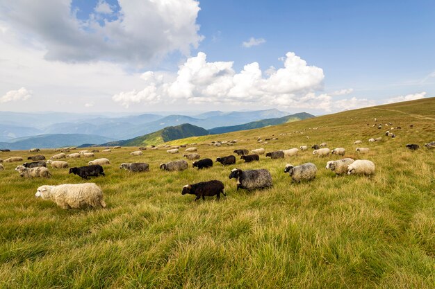 Herde von Farmschafen, die auf grüner Bergweide weiden lassen.