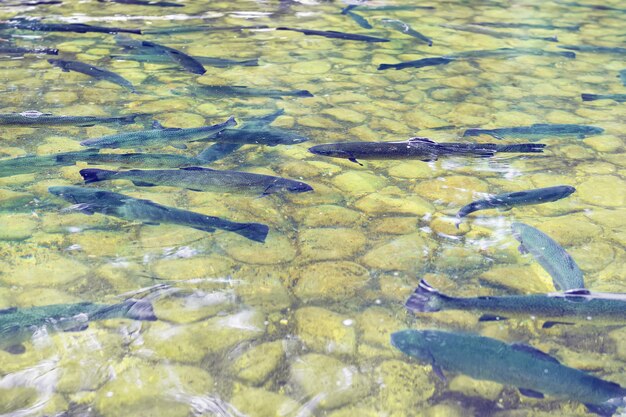 Herde von Forellen, die chaotisch in geringer Tiefe in grünlichem Wasser schwimmen