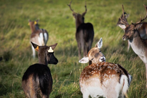 Foto herde von hirschen auf dem feld