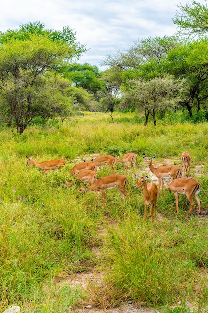 Herde von Impalas auf Grasland des Serengeti-Nationalparks, African Antilope Impala, Arusha, Tansania