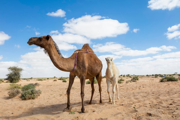 Herde von Kamelen auf der marokkanischen Sahara Kamele in der marokkanischen Wüste