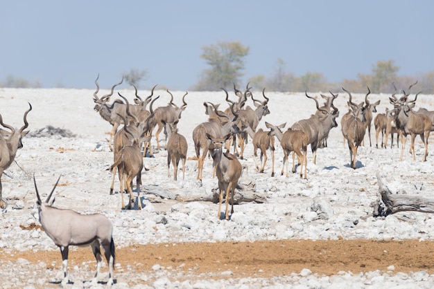 Herde von Kudu gehend in die namibische Wüste. Wildlife Safari im Etosha National Park, majestätisches Reiseziel in Namibia, Afrika.