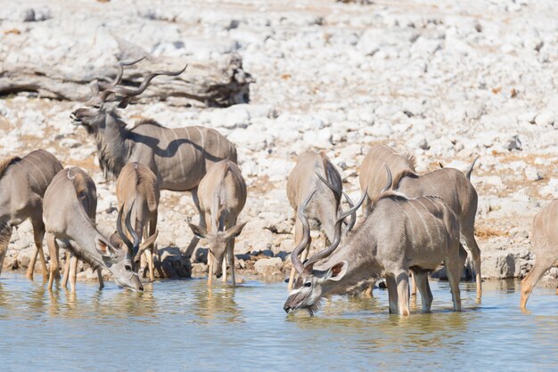 Herde von Kudu trinkend vom Okaukuejo-Wasserloch. Wildlife Safari im Etosha National Park, majestätisches Reiseziel in Namibia, Afrika.