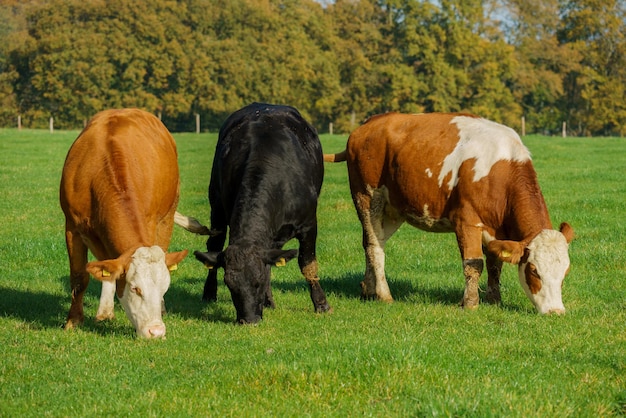 Herde von Kühen auf der grünen Sommerwiese Kühe auf Ackerland