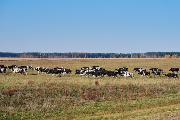 Herde von Kühen, die am Sommertag auf der grünen Wiese weiden