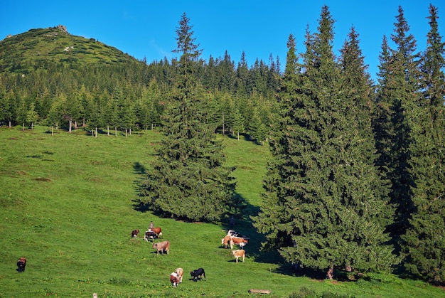 Herde von Kühen, die auf dem Berg weiden