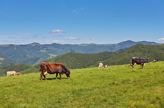 Herde von Kühen, die auf dem Berg weiden