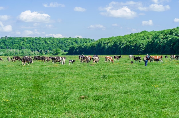 Herde von Kühen, die auf grüner Weide grasen