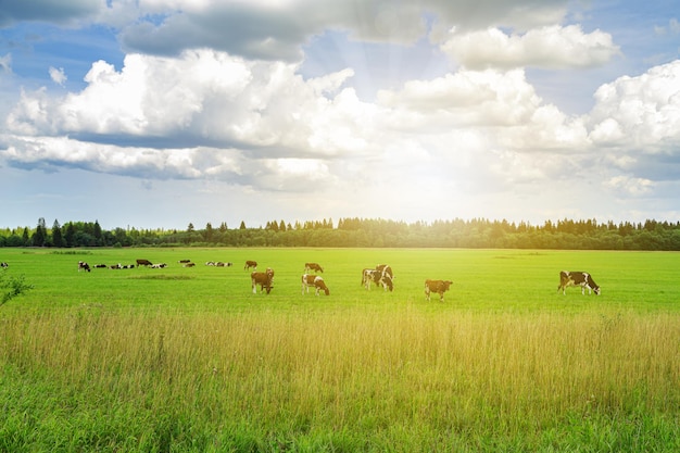 Herde von Kühen grasen auf der Wiese Landlandschaft Landwirtschaft Viehzucht Viehbeweidung