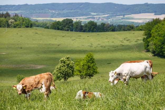 Herde von Kühen und Kälbern, die auf einer grünen Wiese grasen