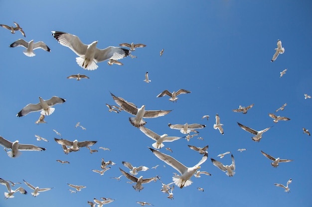 Herde von Möwen, die am Himmel schweben