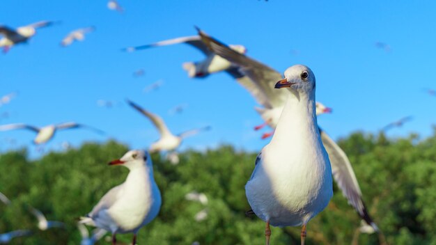 Herde von Möwen in der Natur