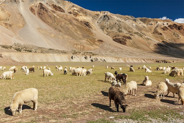 Herde von Pashmina-Schafen und Ziegen im Himalaya. Himachal Pradesh,