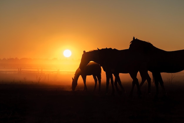 Foto herde von pferden, die auf einem feld vor nebel und sonnenaufgang grasen