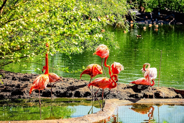 Herde von rosa Flamingos im Zoo