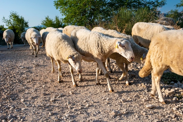 Herde von Schafen, die auf einer Alm grasen