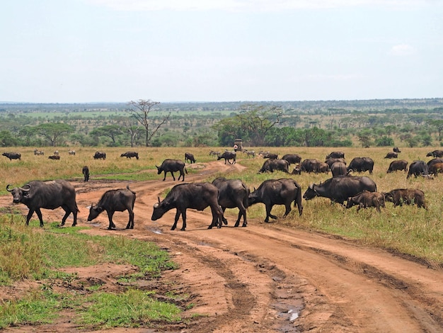 Foto herde von schwarzkappenbüffeln wildtiere in afrika safari