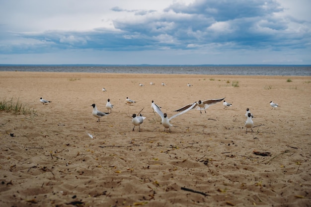 Herde von Seemöwen, die am Strand am Meer um Nahrung kämpfen