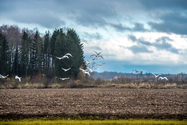 Herde von Singschwan Cygnus auf dem Feld