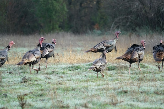 Foto herde von wilden truthähnen auf dem feld