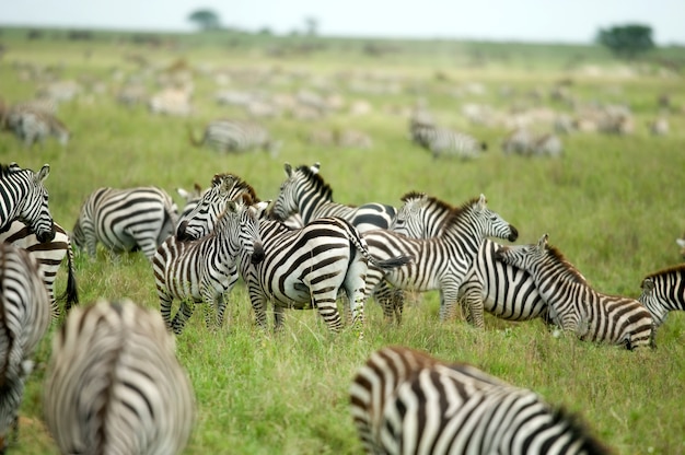 Herde von Zebras in der Serengeti-Ebene