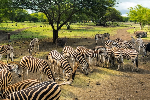 Herde von Zebras und Strauß in freier Wildbahn im Park auf Mauritius