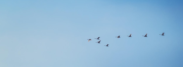 Herde wandernder Graugänse, die in Vformation fliegen