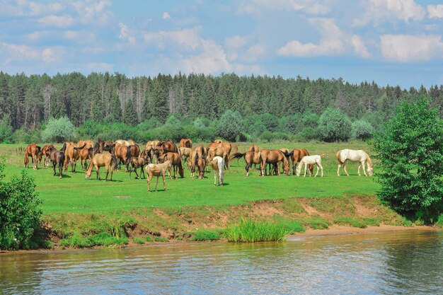 Herde weidender Pferde, weidende Pferde auf der Wiese