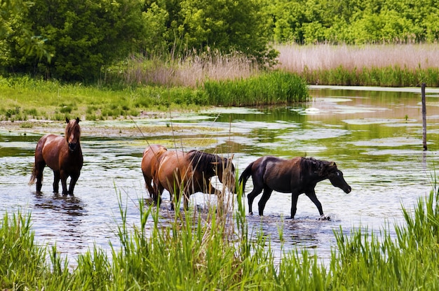 Herde wilder Steppenpferde am Fluss