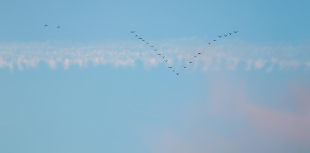 Herde wilder Vögel, die im Sonnenuntergang in einem Keil gegen den blauen Himmel mit weißen und rosa Wolken fliegen