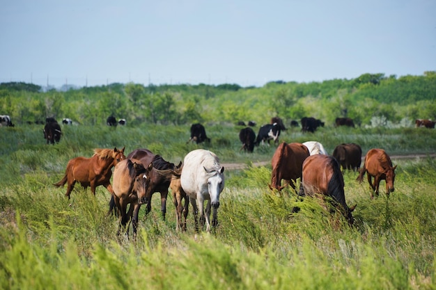 Herdenpferde und Kuhherde grasen im Hintergrund auf der Wiese
